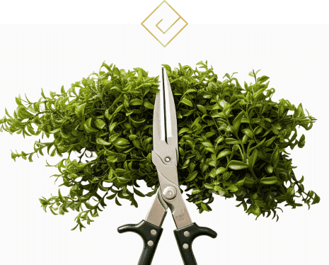 Prune Your Plants