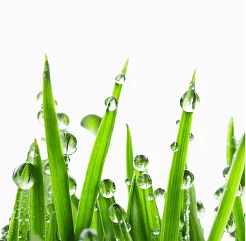 Fertilizing