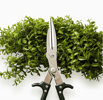 Hedge Trimming