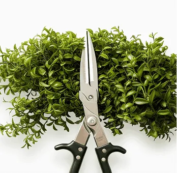 Hedge Trimming