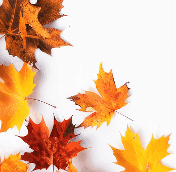Leaf Cleanups
