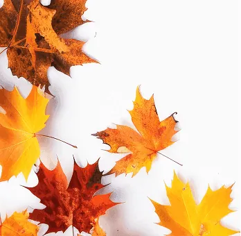 Leaf Cleanups